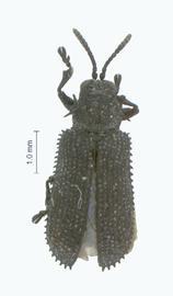   Callanispa  habitus. 